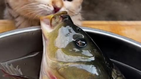 Dog And Fish Funny Moment 😂 |
