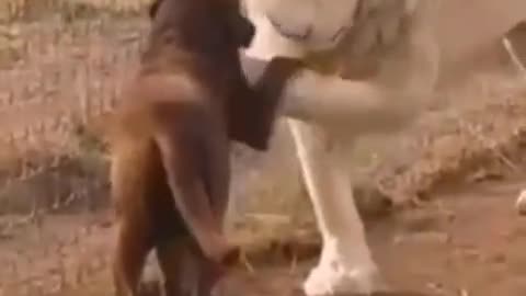NEVER SEEN A LION KISSED A DOG'S HAND!!!!!