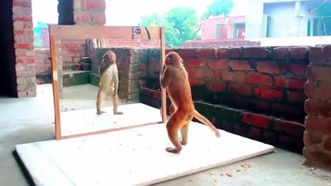 A Monkey in front of the mirror | Super funny reactions