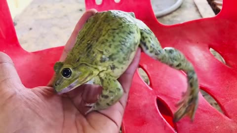 Funny bullfrog sounds/ funny animals, funny dog just for laughs