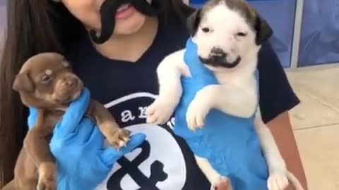 Cute little puppy shows off adorable mustache