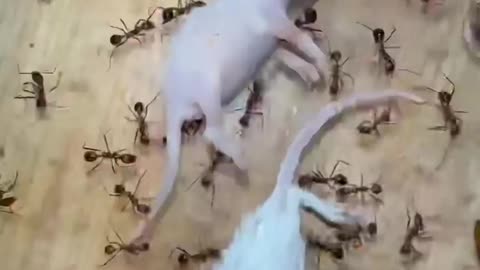 Ants VS Mice!