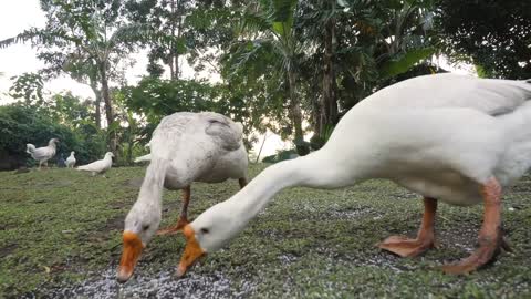 Goose, chickens, and birds eating rice grains on the grass in a poultry farm