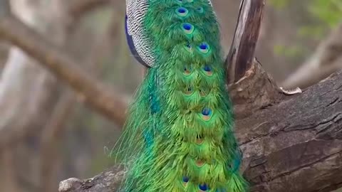 Peacock bird feathering out