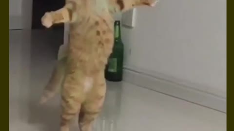 The proof of cat can dance 😺