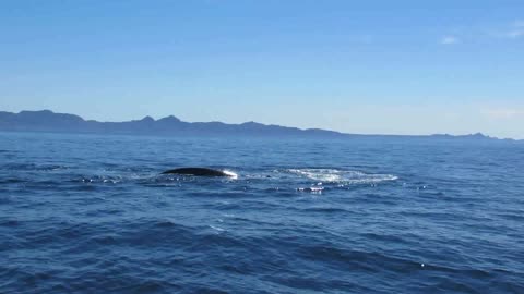 Blue Whale blowing one hundred meter from the boat - Baja California