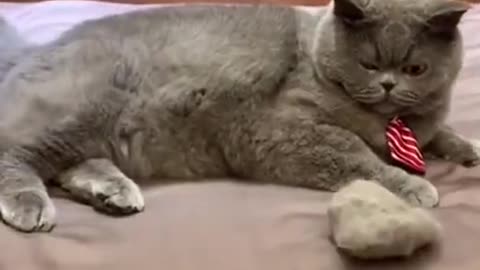 top funny cats videos 2022.