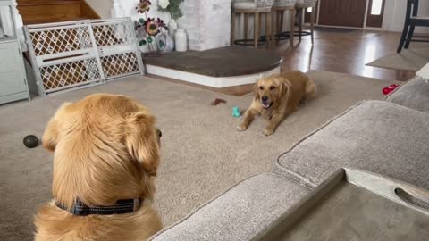 Golden retriever wants to play!
