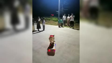 A pet dog that can skateboard