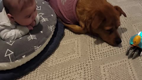 Dog Protects Baby From Walking Crab Toy