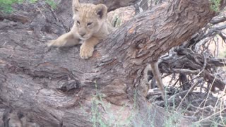 Cute African lion cubs in the Kalahari desert