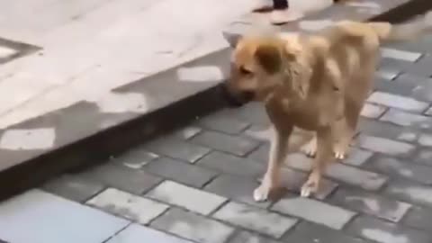 The dog is dancing.