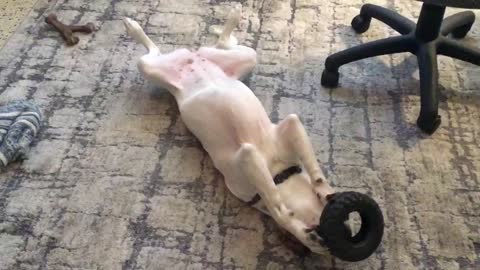 Doggy’s Satisfying Toy Tire Rolled Away