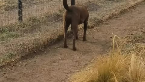 Lion ask Dog For Forgiveness