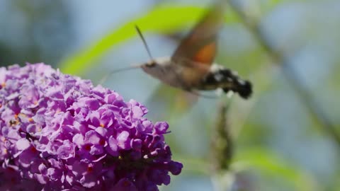 Hummingbird Hawk Moth Feeding on Flower Nectars