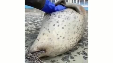 Seal likes affection 😍 😍