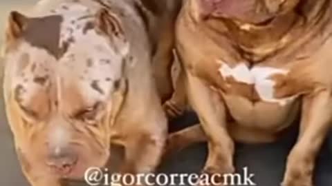 Pit Bull Dog's Dangerous Reactions 😯