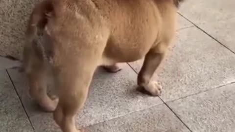 🤣Funny dog video🤣