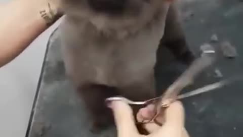 Dog enjoys getting his Haircut