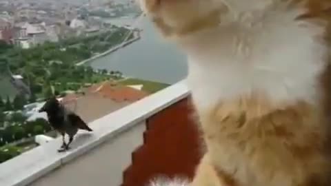 Cat and crow having an Argument