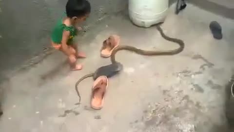 Brave young man played with the snake