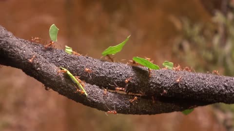 Ants Do Not Directly Eat Leaves - They Eat Something That Can Be Unicellular