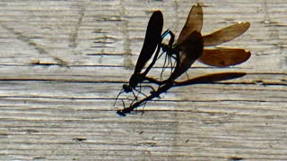 Damselflies Mating