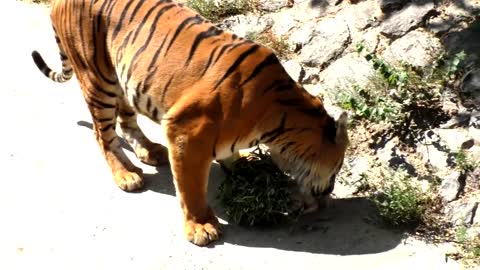 Kids rides in the zoo and feeds funny animals