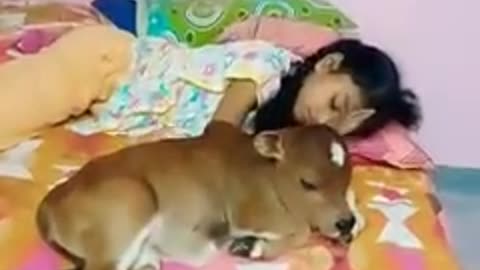 My Bed Room # With Miniature Share Punganuru Cows # Nadipathy Goshala...