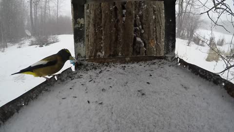 Grosbeak stops at feeder during winter storm