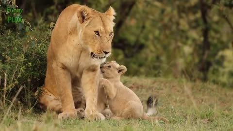 Tha lion King his wife and cute baby and puppies animal