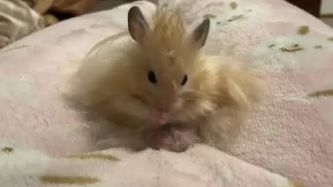 Beautiful Longhaired Hamster Is Grooming It’s Blonde Hair