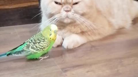 Кот и птица, милые животные #248