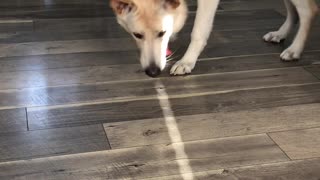 Doggy Unsuccessfully Chases Beam of Light