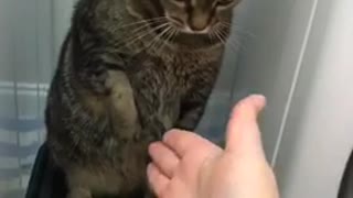 Cat gives a high five