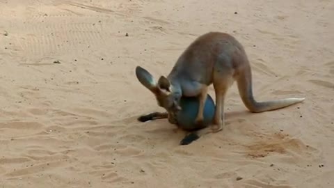 The kangaroo