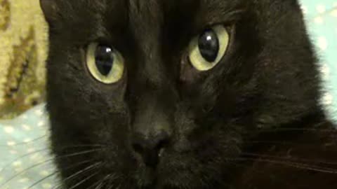 Closeup of cute black cat yawning and washing Free footage