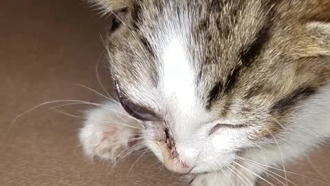 Kitty Suffers Swollen Face from Parasitic Fly