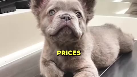 Top5 most expensive dogs in the world