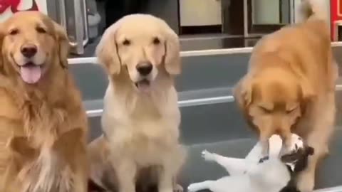 funny animals video