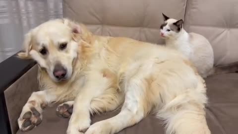 Funniest dog and cat 😂🙈.