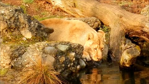 Male lion drinking at waters edge at a river in the Okavango Delta stock video