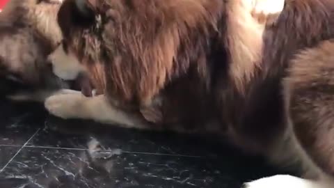 Very adorable dogs playing with her owner