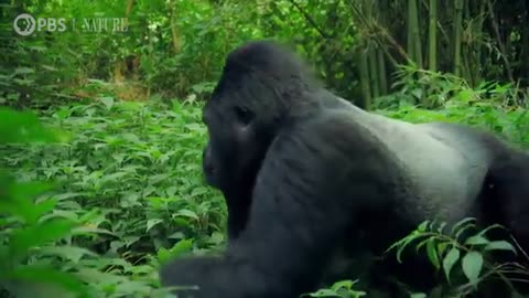 A Gentle Gorilla Dad