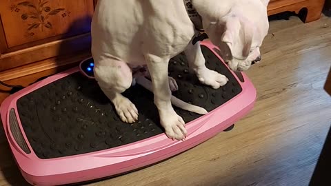 Boxer Puppy Loves Vibration Plate