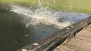 Golf Cart Pond Jump Ends with a Splash