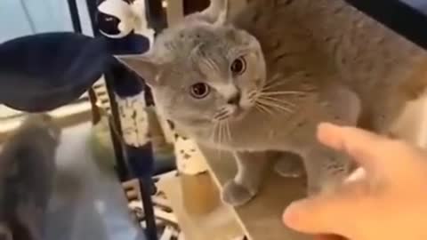 A cat warns her in the language of funny and funny cats