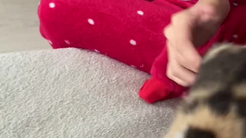 Kitten Won't Let Go of Her Paper Prey