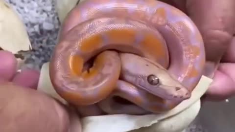taking snake out of the egg