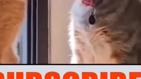 Funny cat dog reaction 😄
